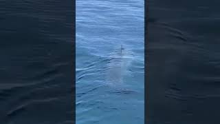 Giant Shark Spotted  Marthas Vineyard  Giant Shark [upl. by Machute]