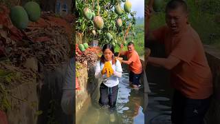 Beautiful mango 🥭🥭 farm amp Sweet mango fruit harvesting shorts mango youtubeshorts [upl. by Spitzer]