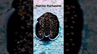 A brief introduction to 😘marine flatworm🥰 [upl. by Stark]