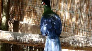 Hartlaub turaco [upl. by Wanda253]