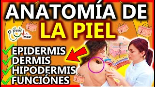 ANATOMÍA DE LA PIEL EPIDERMIS DERMIS HIPODERMIS  GuiaMed [upl. by Aslehc]