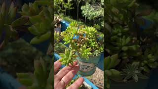 SUCULENTA COLORIDA SEDUM CUSPIDATUM shortsyoutube suculentas succulent videos jardim jardin [upl. by Rodriguez174]