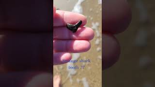 Strange shark tooth sharkteeth mystery explore miocene [upl. by Eelyek]