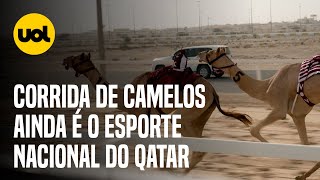 COPA DO MUNDO Corrida de camelo ainda é o esporte nacional do Qatar apesar do apelo da Copa [upl. by Ntsud]