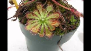 Drosera spatulata timelapse [upl. by Drida]