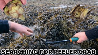 How to find PEELER CRABS  Foraging for bait [upl. by Barvick]