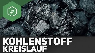 Kohlenstoffkreislauf – Stoffkreisläufe 3 [upl. by Ias]