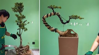 How to bend a bonsai  great bonsai bending skills 89 [upl. by Leryt242]