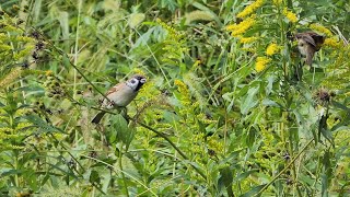 「猫じゃらし」とスズメPasser montanusの群れ。October 20 2019 [upl. by Ingeberg989]