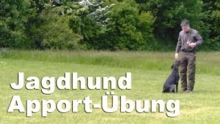 Jagdhunde  Apportieren  junger Deutsch Drahthaar [upl. by Jephum383]