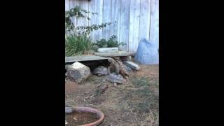 CA Desert Tortoises Breeding [upl. by Heall]