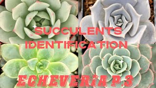 SUCCULENTS IDENTIFICATION  ECHEVERIA P3 [upl. by O'Reilly]