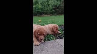 Fox Red Labradore Retriever Puppies [upl. by Gustin674]