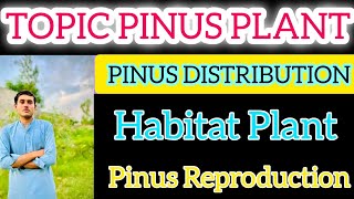 Pinus Systematic Position Habitat Distribution Reproduction of Pinus Plant [upl. by Refinney923]