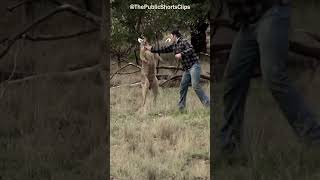 Man Fight With The Kangaroo [upl. by Pages599]