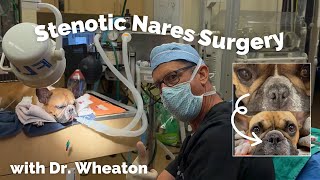 French Bulldog Nose Job aka Stenotic Nares Procedure [upl. by Alaine]