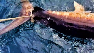 Fish so big had to use anchor winch to land it [upl. by Vano]