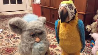 Furby 2005 tells Captain Flint a joke [upl. by Llerrehc]