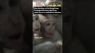 Hong Kong Zoo Melioidosis Outbreak shorts hongkong headlines [upl. by Mischa347]