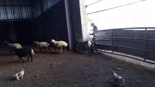 Armenian gampr puppies with sheep [upl. by Eidnam]