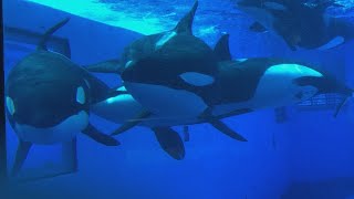 Seaworld Orlando  Orca Underwater Viewing compilation [upl. by Nolava984]