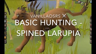 OSRS Spined Larupia  Beginner Hunter Guide [upl. by Nehttam]