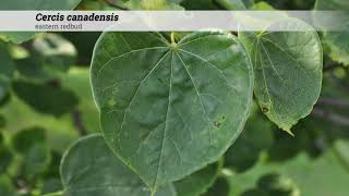 eastern redbud Cercis canadensis [upl. by Netram316]