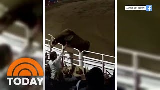 Rodeo bull jumps arena fence charges at spectators [upl. by Assirol]