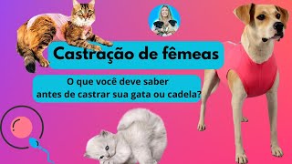 Veja o que você deve saber antes de castrar sua cadela ou gata [upl. by Xavier716]