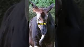 Okapi Secrets of the African facts animals wildlife nature adventure curiosity [upl. by Dolan]