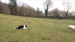 Boss the Border Collie working sheepdog learning whistle commands in training [upl. by Ymia204]