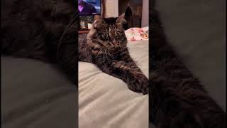 funny catlovers cat pets funnyvideo funnyanimals animals funnucats [upl. by Webber138]