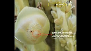 Coconut pollination and hybridization [upl. by Danette]