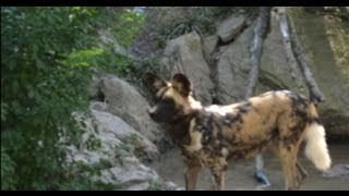 Toddler at Pittsburgh Zoo Killed in Painted Dog Exhibit [upl. by Omura]