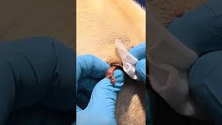 Cyst on dogs eye [upl. by Ainoek998]