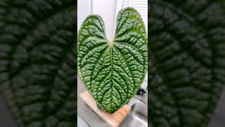 🌱💗New leaf coming on my Anthurium Luxurians [upl. by Valeria]