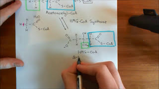 Cholesterol Biosynthesis Part 3 [upl. by Tanney]