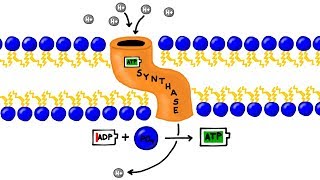 ATP Synthesis and Chemiosmosis in Photosynthesis [upl. by Karsten]