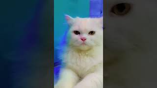 Rani😍🥳ki shadi ki😍 tayari tranding cat minivlog comedy catlover viralshort [upl. by Freberg]