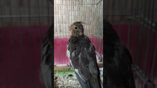 Grey Charcoal baby Cockatiel 🦜 cockatielguide shorts parrots [upl. by Yelekalb]