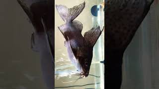 “Monster”Up Side Down Catfish “AKA”Featherfin Squeaker￼🎥…￼ [upl. by Livia]