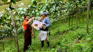 Escuela de campo Cosecha y poscosecha de granadilla  23 de octubre [upl. by Veda262]