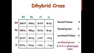 Dihybrid Cross  How to write a Dihybrid Cross in Exam  Genetics and Inheritance [upl. by Dyun728]