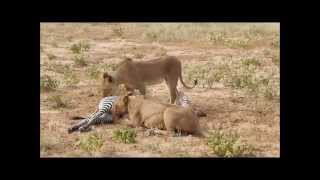 Unpredictable fight between lions and zebras  Saruni Samburu [upl. by Erkan]