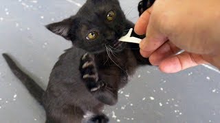 My Kitten is Addicted to Floss Sticks [upl. by Milda]