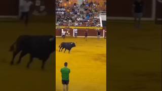 SUPER FIESTA TAURINA 🐂 PLAZA DE TOROS ILLESCAS TOWN SPAIN🇪🇸 TOLEDO toros feria españa andylucas [upl. by Dahlia]