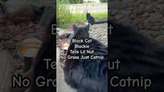 Black Cat Blackie Tells Lil Nut No Grass Just Catnip shorts blackcat tuxedocat catlover [upl. by Atsirak]