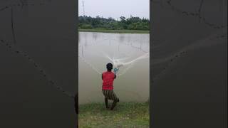 Amazing Net Fishing shorts fishing [upl. by Aerdnak]