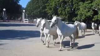 Lipizzaner horses Lipica Slovenia 1912 [upl. by Ynamreg]