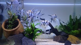 🔵 MANFIS  IKAN LAYANG LAYANG  ANGEL FISH [upl. by Arlan994]